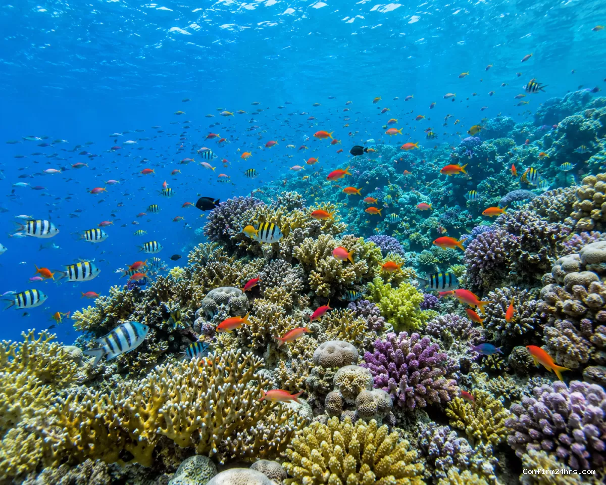 Coral reef viewing Andaman